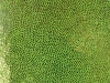 421 Green